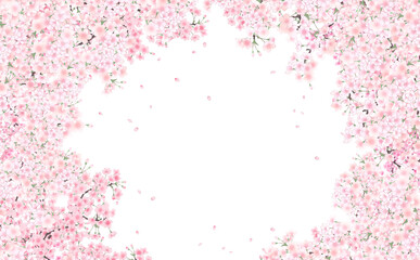 イラスト素材 満開の桜と花びら・小 -白背景- 色違い・差分あり