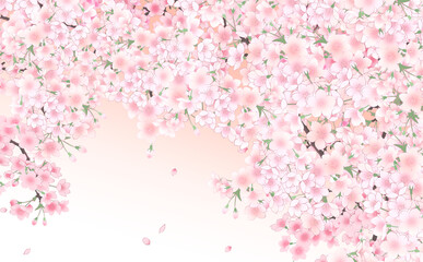 Obraz na płótnie Canvas イラスト素材 満開の桜と花びら・大 -うすべにグラデーション背景- 色違い・差分あり