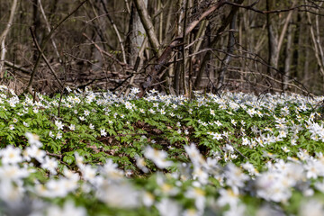 The first spring flowers growing in the forest