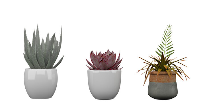 Collection of beautiful plants in white pots isolated on transparent background 3D render png tree