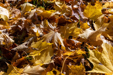 Orange maple foliage lies on the ground