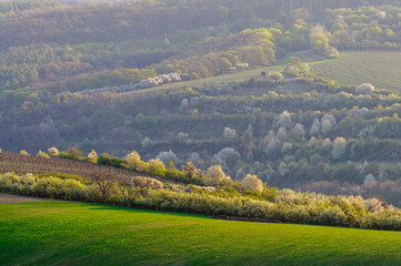Fototapeta na wymiar blooming tree and green hills in moravia