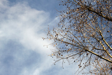 various tree branches with some dry leaves isolated on a background of sky with clouds