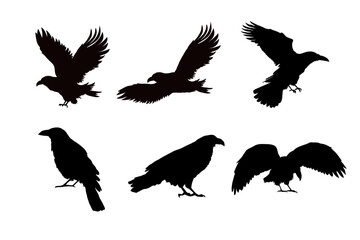 Fototapeta premium Set of silhouettes of ravens, crows, isolated. vector illustration