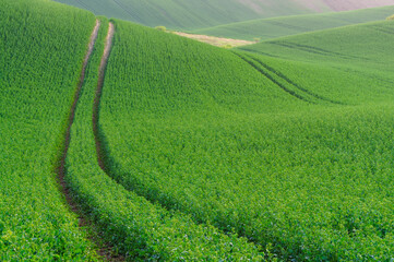Naklejka premium green hills in moravia