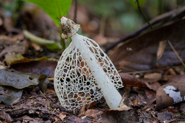 Brazilian Mushroom /
This plant is very rare in brazilian savannah.