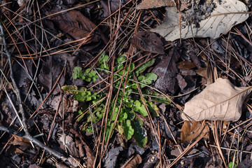 새싹이 움트는 봄