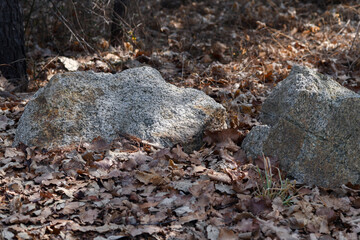 rocks and leaves