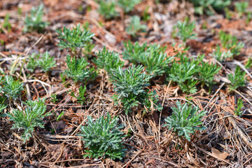 새싹이 움트는 봄