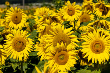 Fototapeta na wymiar A large number of sunflowers blooming in the field in summer