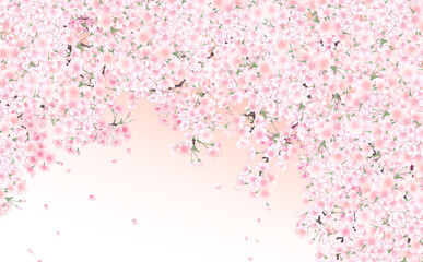 イラスト素材 満開の桜と花びら・中 -うすべにグラデーション背景- 色違い・差分あり