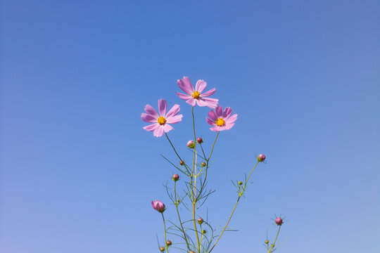 코스모스, 가을하늘