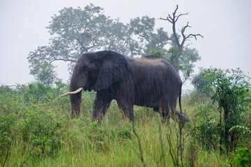 Kruger Park