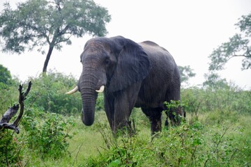 Kruger Park