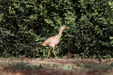 Brazilian Savannah Bird /
This bird is very rare in Brazilian Savannah