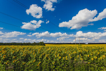 High-voltage power lines in the middle of a field with sunflowers. Yellow sunflowers under a blue sky with clouds. Agroholding, agriculture and fields