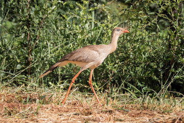Brazilian Savannah Bird /
This bird is very rare in Brazilian Savannah