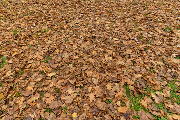 Dull orange foliage on trees in autumn cloudy weather