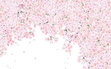 イラスト素材 満開の桜と花びら・中 -白背景- 色違い・差分あり