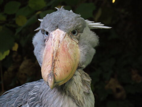 portrait of a shoebill - Balaeniceps rex