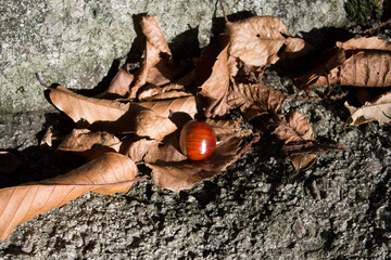 Sfondo autunnale. Castagna.