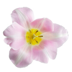 fresh flowers, freshly cut yellow and pink tulips with leaves, isolated