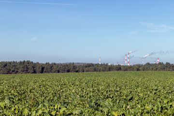 Old beet tops in the field in the autumn season