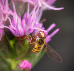 Hoverfly