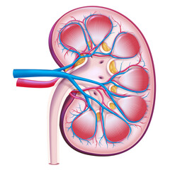 3D illustration, cross-section of human kidney, seen blood vessels and arteries used in medicine. Education and Commerce.