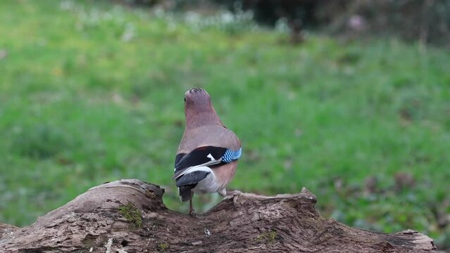 Eichelh&auml;her (Garrulus glandarius)   