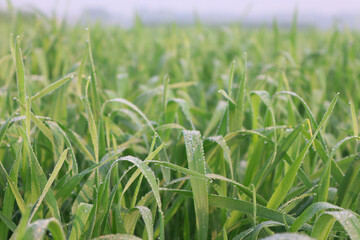 Beautiful Green Rice Fields in Village Field.
