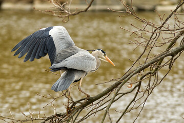 Grey heron, ardea cinerea sitting on a tree branch and  balancing in the strong wind with its wings outstretched at a shore of a pond in Royal Game Reserve - Stromovka.