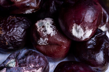 A bunch of spoiled mold-covered plums, close up