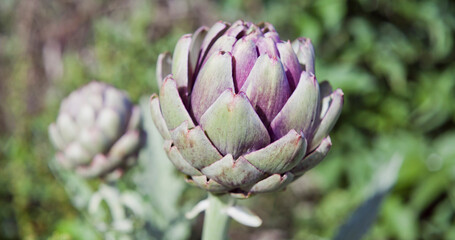 Fresh green artichoke vegetable in the garden.