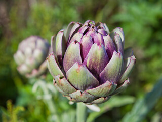 Fototapeta premium Fresh green artichoke vegetable in the garden.