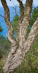 Fototapeta na wymiar Cork Oak - tree used to produce cork lids for vine, bark detail.