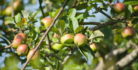 Apple Tree - young fruits on the branch.