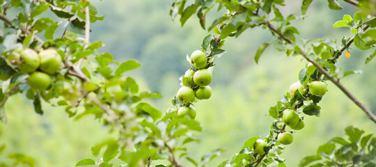 Apple Tree - young fruits on the branch.