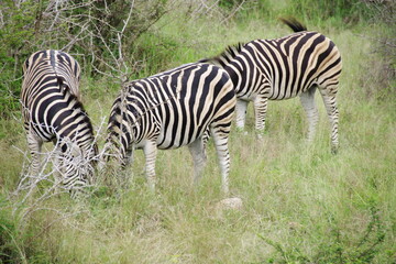 Fototapeta na wymiar Kruger Park