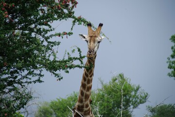 Kruger Park