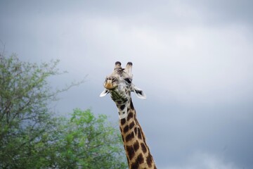 Kruger Park