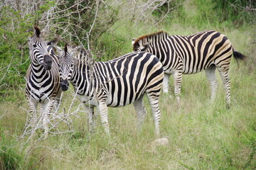 Fototapeta na wymiar Kruger Park