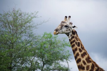 Kruger Park