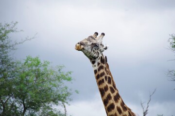 Kruger Park