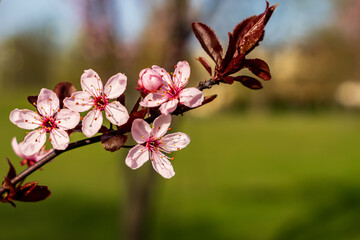 Twig with pink blooming flowers. It's coming spring. Poland