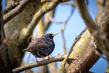 starling on a branch