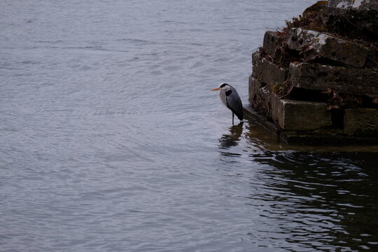 A gray heron fishing in the Seine river at Vernon. 