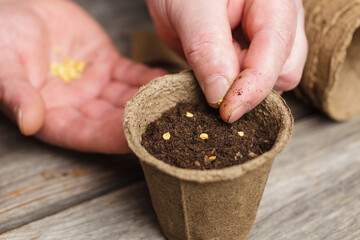 Man's hand planting tomato seeds in fertile soil in peat pot. Sowing at springtime