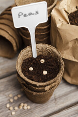 Pea seeds in a biodegradable peat pot and paper bags with seeds on a wooden background