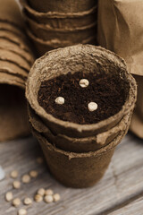 Pea seeds in a biodegradable peat pot and paper bags with seeds on a wooden background. Closeup